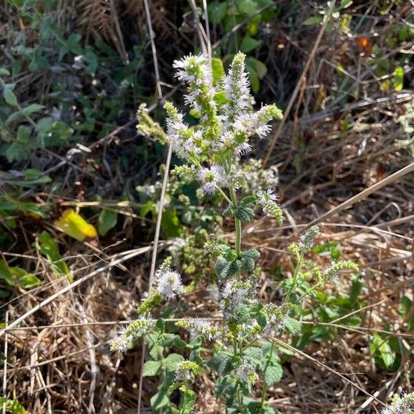 Mentha suaveolens 花