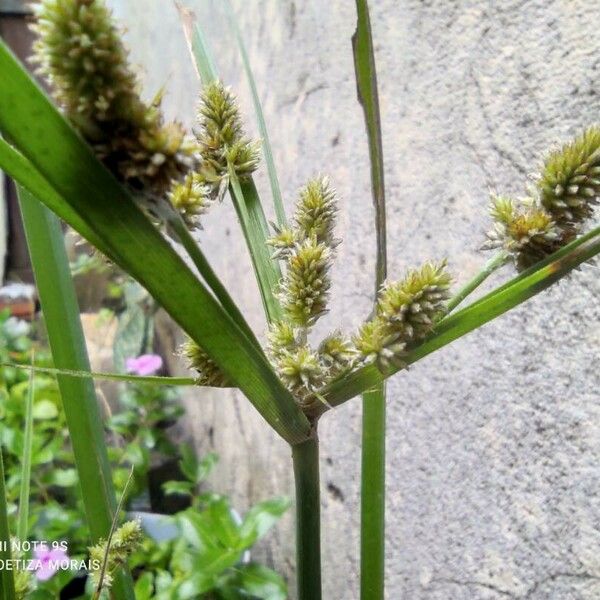 Cyperus alopecuroides Flor