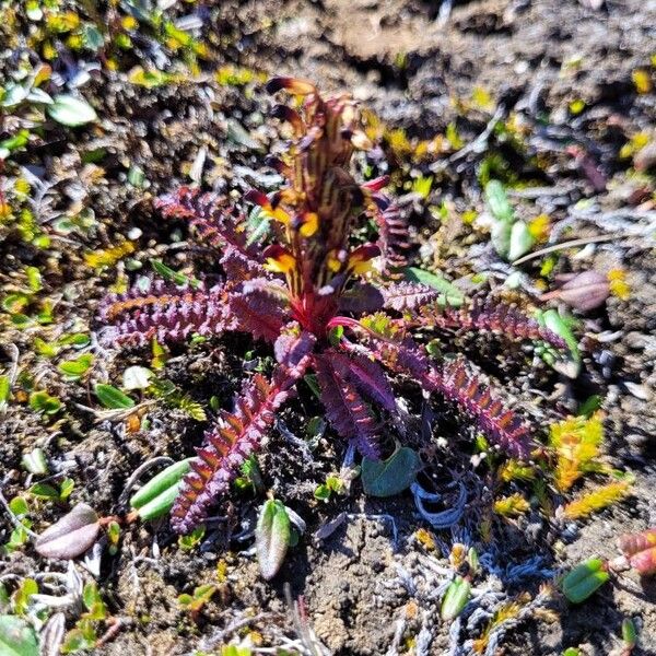 Pedicularis oederi Lorea