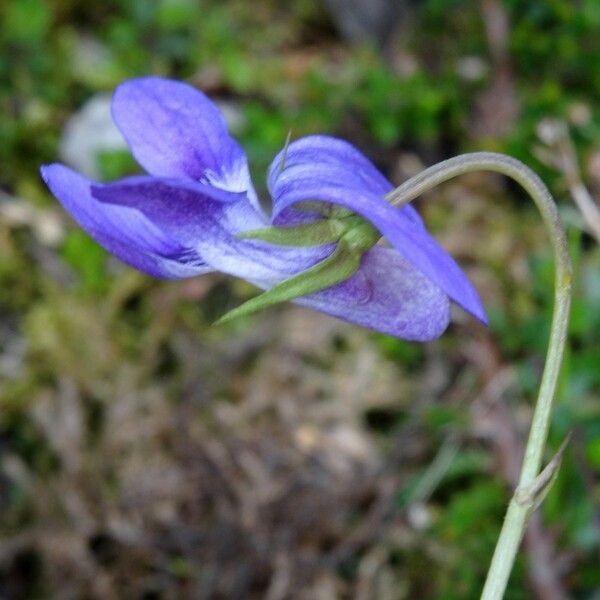 Viola pyrenaica Кветка