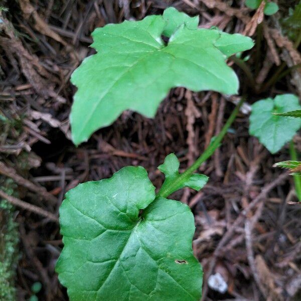 Mycelis muralis Blad