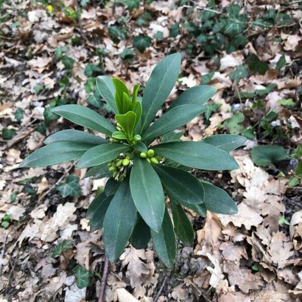 Daphne laureola Frunză