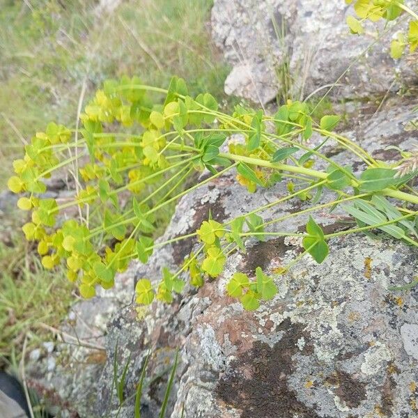 Euphorbia esula Blomst