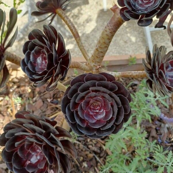 Aeonium arboreum Лист