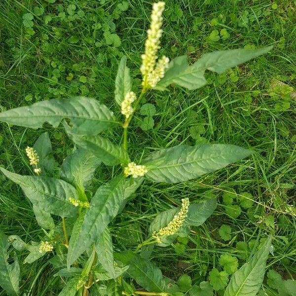 Persicaria lapathifolia 花