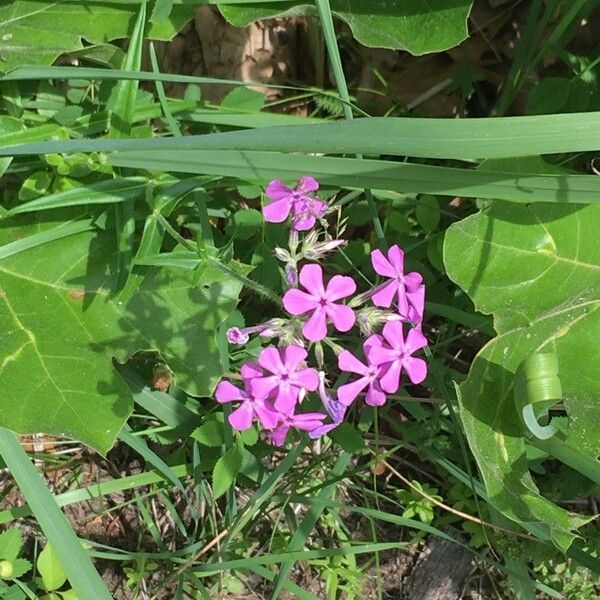 Phlox pilosa Кветка