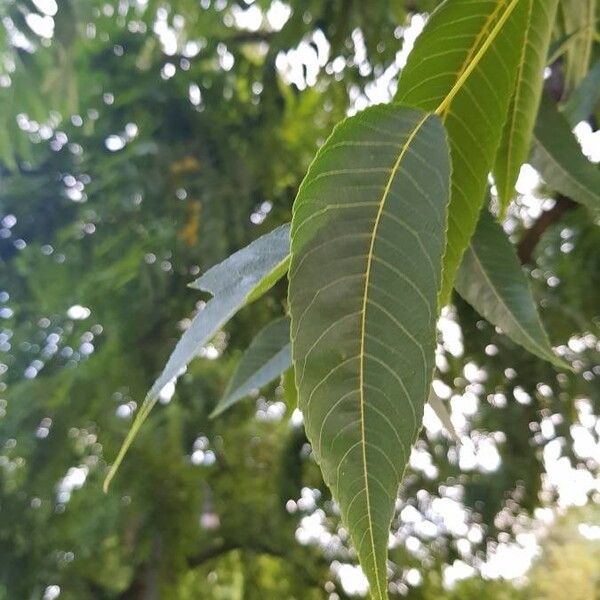 Juglans nigra পাতা