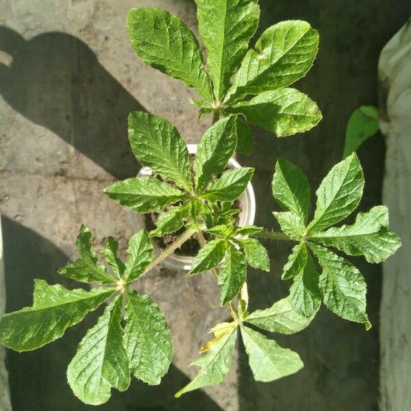 Cleome spinosa List