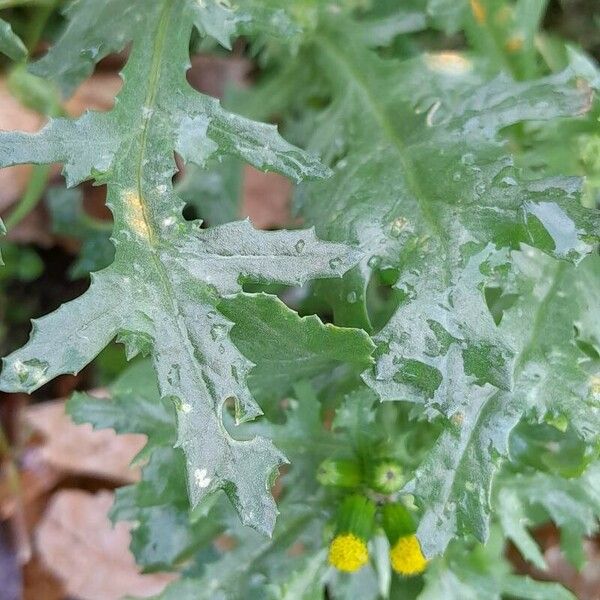 Senecio vulgaris Leaf