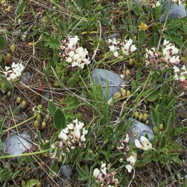 Astragalus australis Blodyn