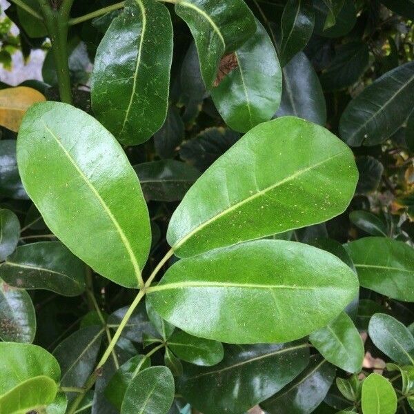 Tabebuia pallida Blatt