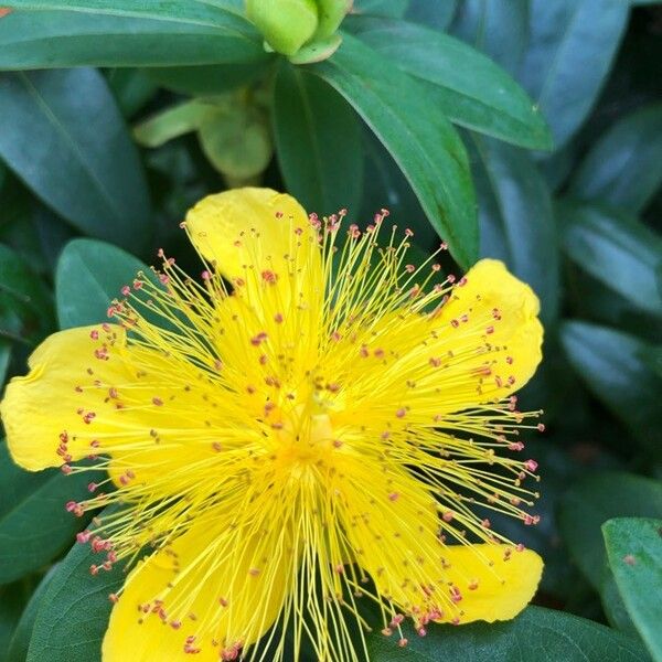 Hypericum calycinum Blüte