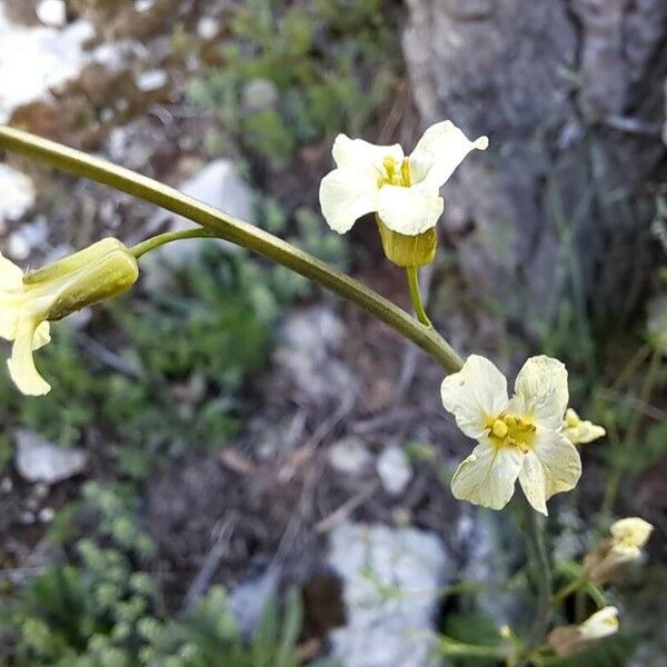 Brassica montana Λουλούδι