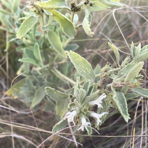 Marrubium peregrinum List