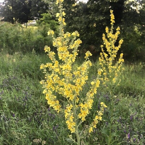 Verbascum lychnitis Цвят