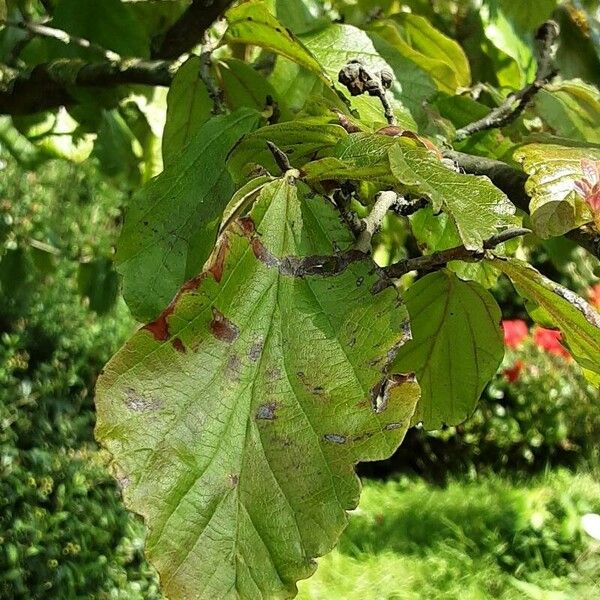 Parrotia persica 葉