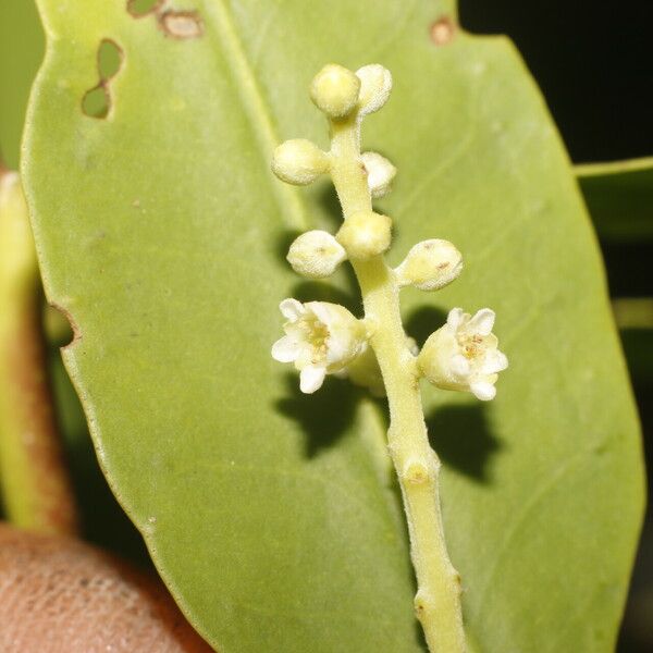 Laguncularia racemosa 葉