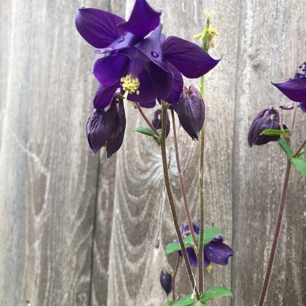 Aquilegia vulgaris 花