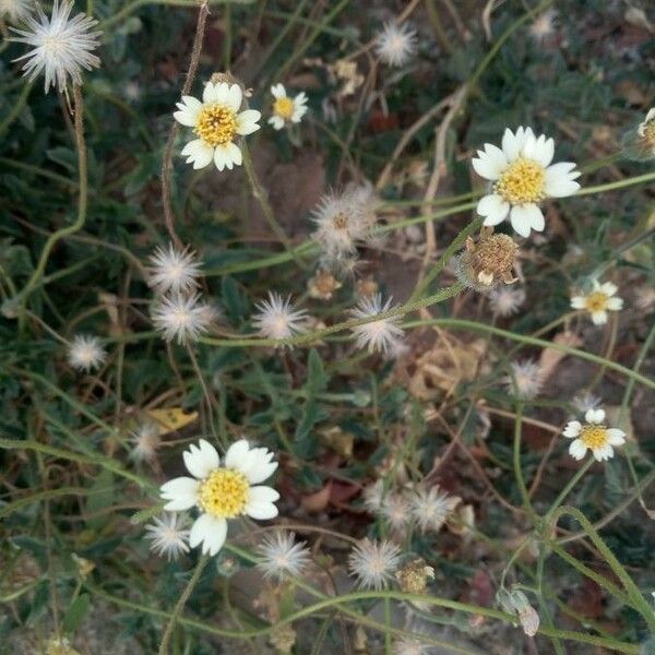 Tridax procumbens പുഷ്പം