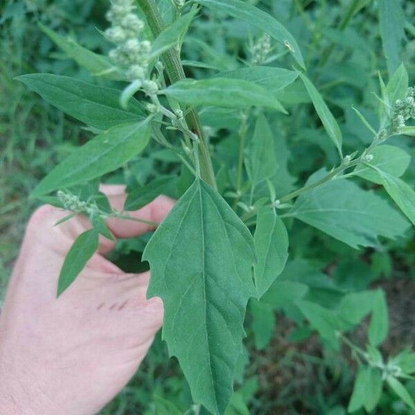 Chenopodium album 葉