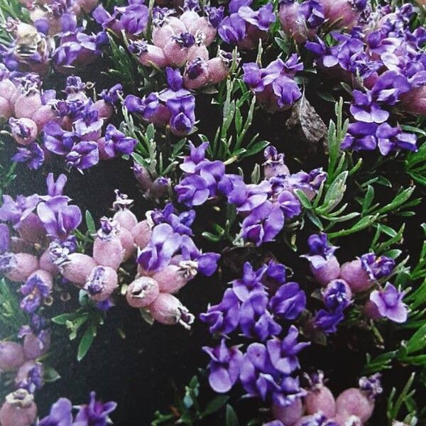 Erinacea anthyllis Flower