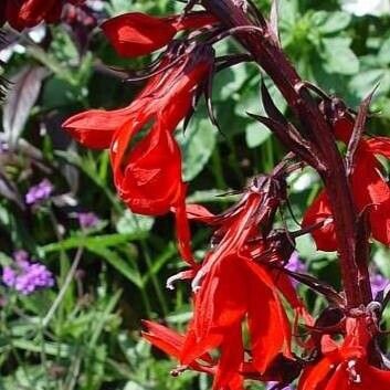 Lobelia cardinalis Flor