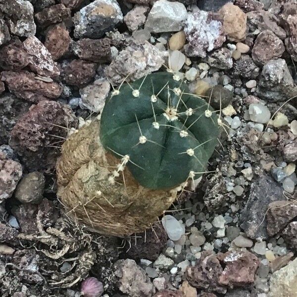 Echinocereus knippelianus Φύλλο