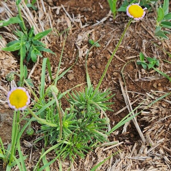 Felicia abyssinica Blomma