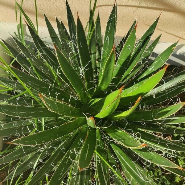 Agave filifera Elinympäristö