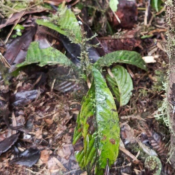 Pouteria lucuma Leaf