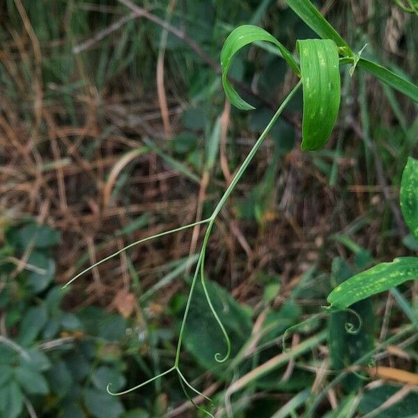 Lathyrus sylvestris Leaf
