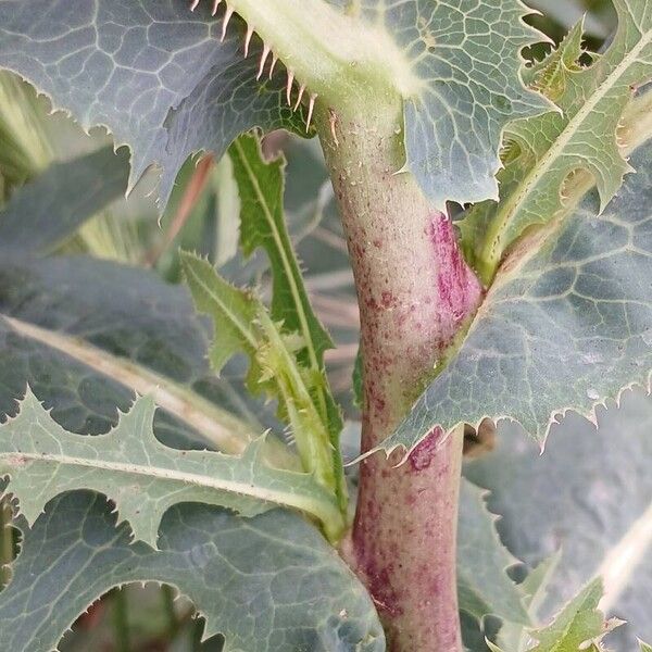 Lactuca serriola Кара