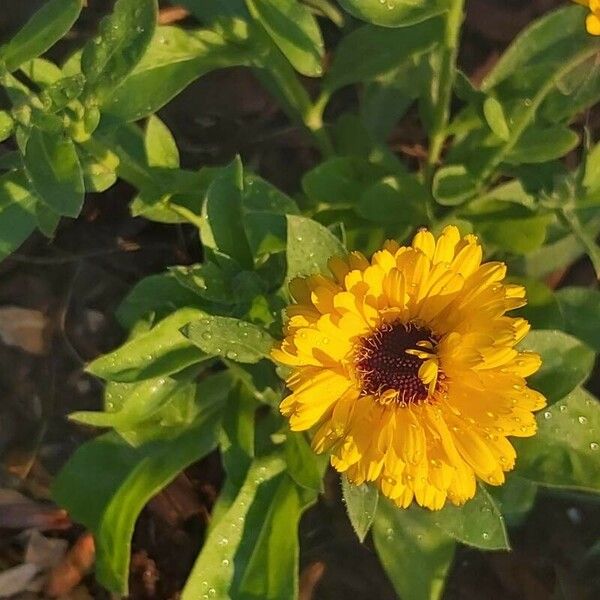 Calendula officinalis Цвят