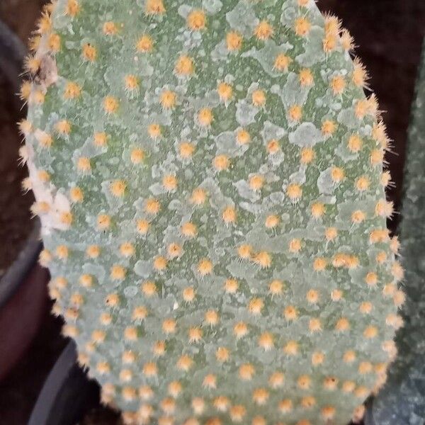 Opuntia microdasys Leaf