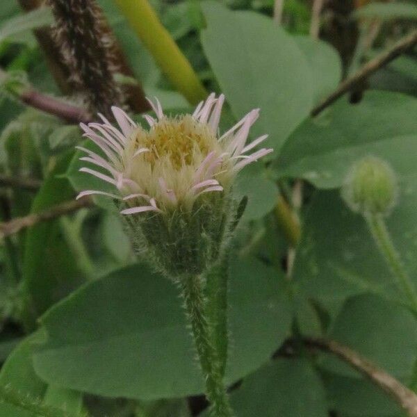 Erigeron acris പുഷ്പം