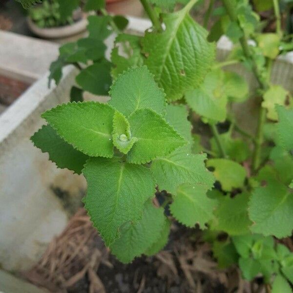 Coleus amboinicus Leaf