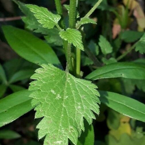 Lamium maculatum Fulla