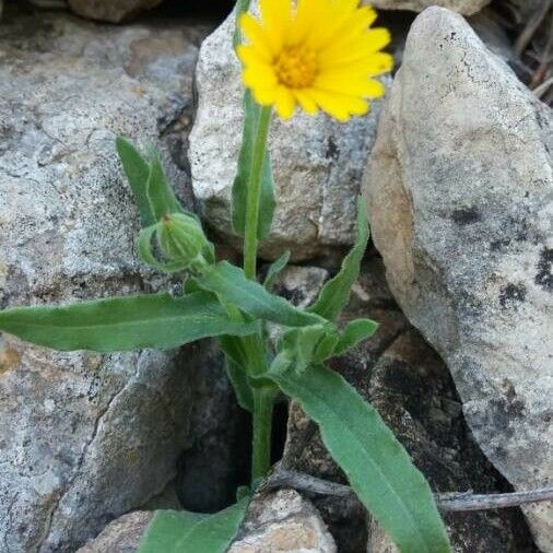 Calendula arvensis Květ