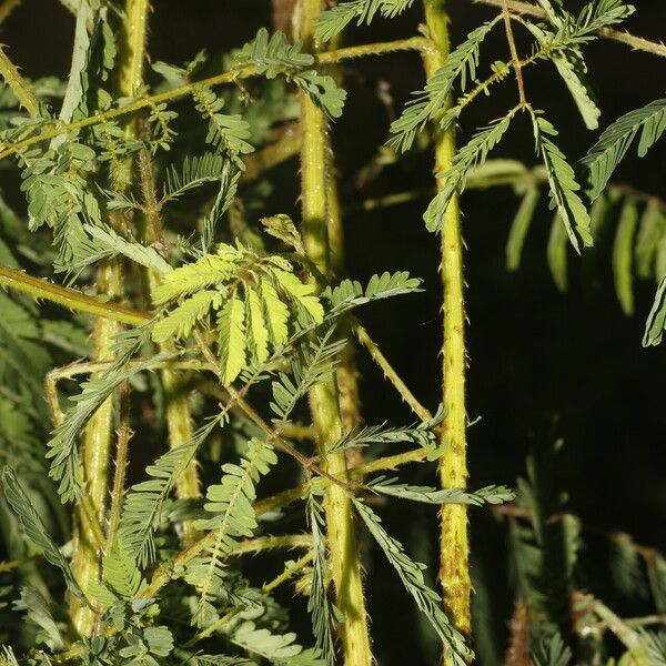 Mimosa diplotricha Συνήθη χαρακτηριστικά