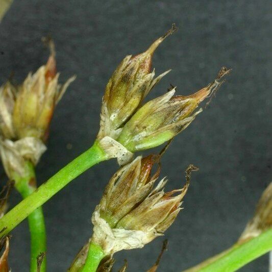 Juncus heterophyllus Hedelmä