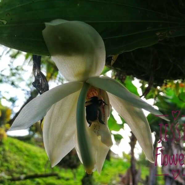 Stanhopea grandiflora Kukka