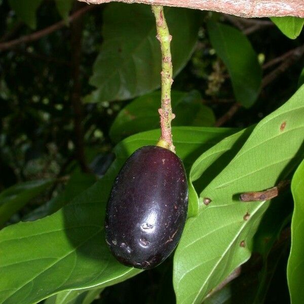 Minquartia guianensis Fruct