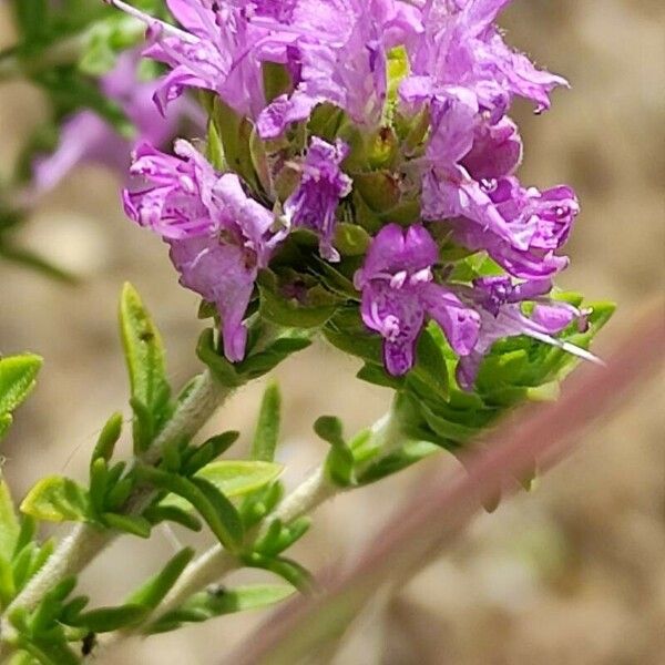 Thymbra capitata Цвят