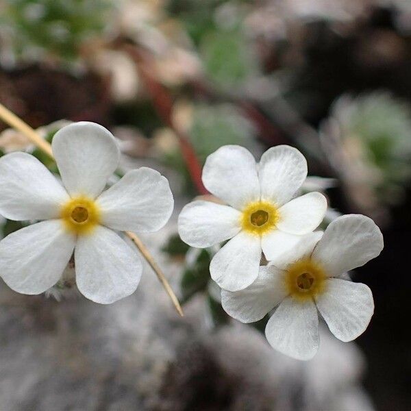 Androsace villosa Blomst