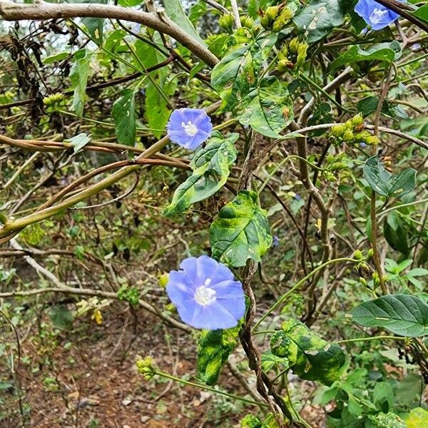 Jacquemontia pentanthos 花