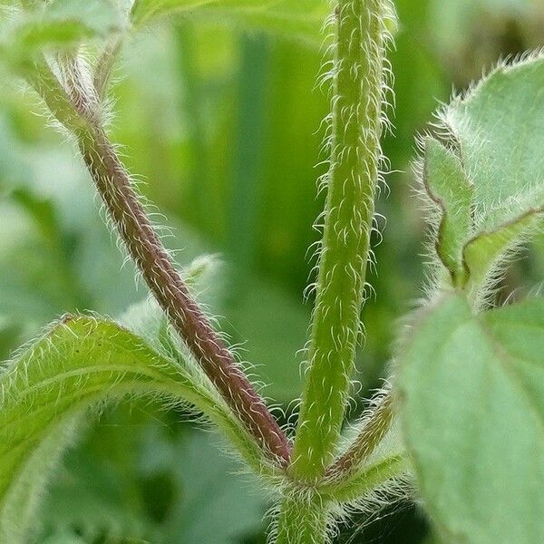 Mentha aquatica Cortiza