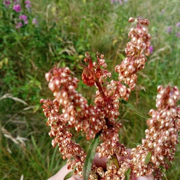 Rumex aquaticus Blomma