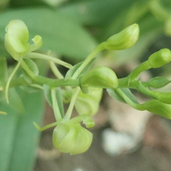 Liparis epiphytica Flower