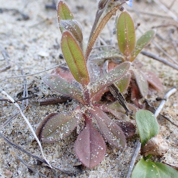 Myosotis ramosissima Habitus