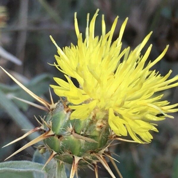 Centaurea solstitialis फूल